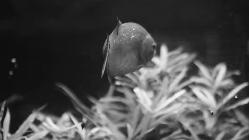 Black and white view concept of Red-bellied piranha is in the aquarium swimming calmly