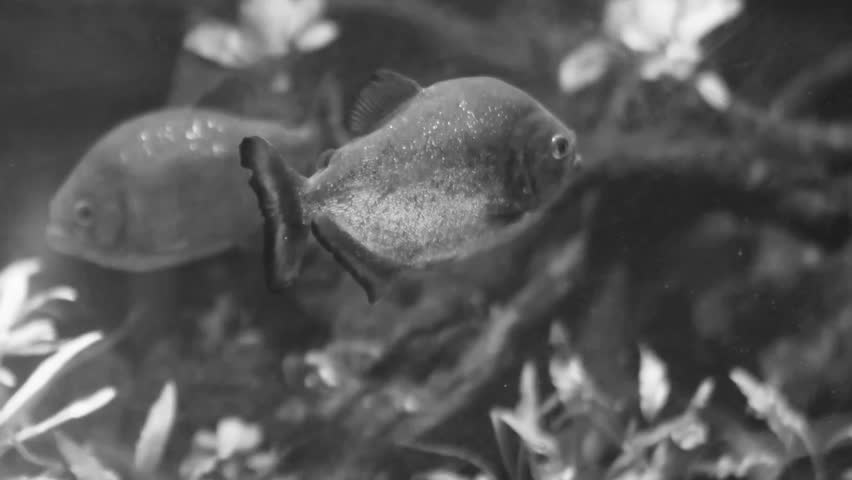 Black and white view concept of Red-bellied piranha is in the aquarium swimming calmly