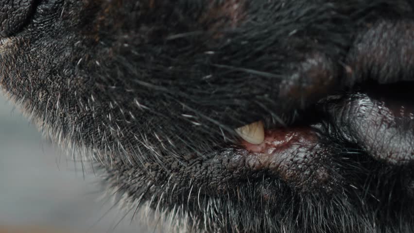 Aggressive Dog Baring Teeth in Warning Snarl