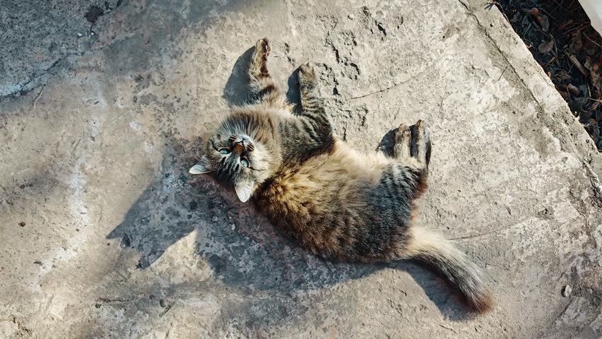 Cat Rolling Joyfully in Sunlit Ground