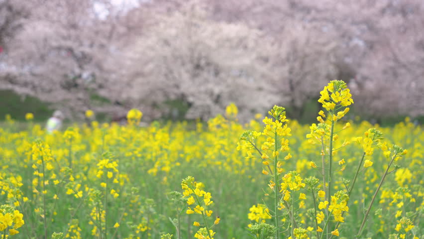 Cherry Blossoms over Canola Blossoms on a Spring Day