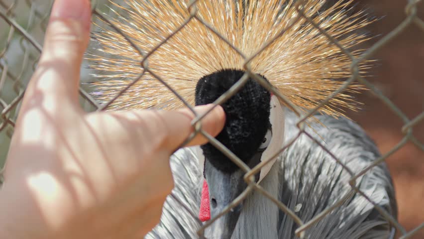 Human hand scratches forehead of Grey Crowned Crane through a fence, close up