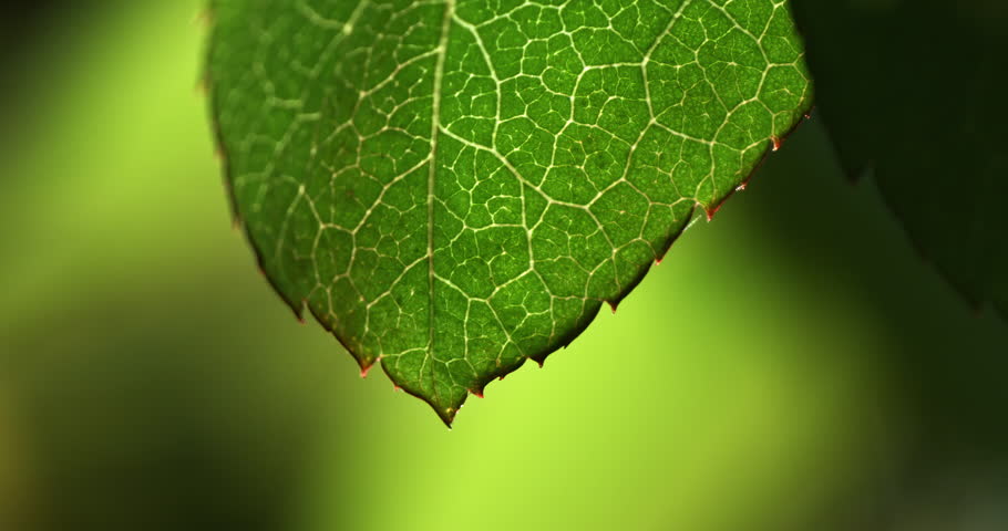 Super Slow Motion Macro of a Green Leaf with Water Droplets Hanging from Its Tip After Rain, Highlighting the Intricate Veins and Texture in a Bright Natural Light with Soft Bokeh for Peaceful Mood