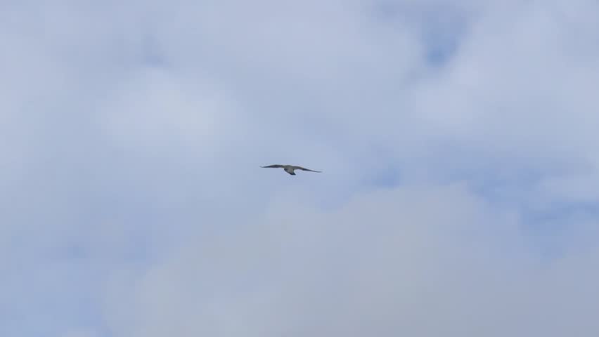 Peregrine falcon in flight, Yakutia, Russia