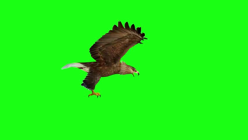 Flying eagle on green screen 4K