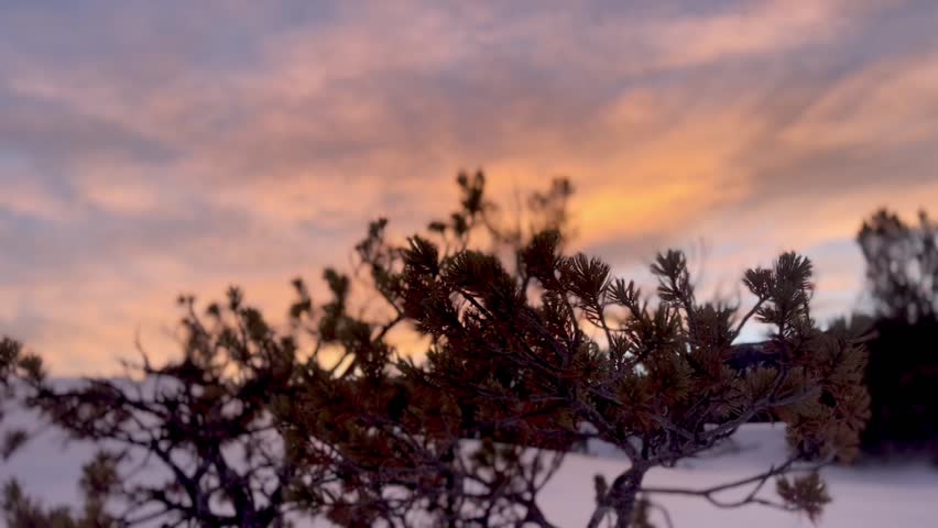 Racking focus of wild pine bush and magnificent sunset horizon at Mammoth Hot Springs, Yellowstone NP. Winter 2024. 