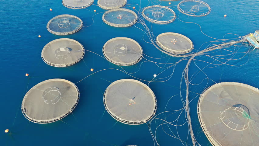 Offshore aquaculture fish farm with lots of fish cages in sea. Global aquaculture industry produce a sustainable animal protein