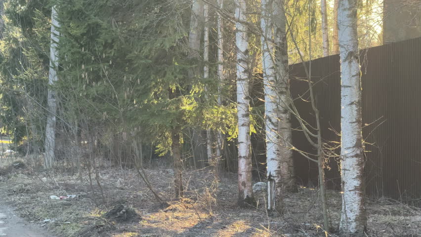 a gnat swirls over the green grass against the trees in the sunlight