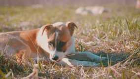 Stray Dog Playing with Grass in Sunny Field, Homeless Puppy Biting Dry Vegetation, Mixed Breed Dog Having Fun Outdoors, Animal Shelter Documentary, Abandoned Pet Enjoying Spring Day - Powered by Shutterstock - Get 15% off with code: PIKWIZARD15