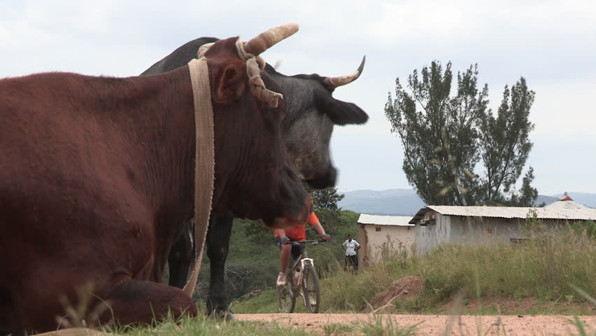 A medium shot of cyclist going pass two cows in rural Kwazulu-Natal, South