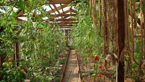 Tomatoes growing in a greenhouse. Organic farming concept. - Powered by Shutterstock - Get 15% off with code: PIKWIZARD15
