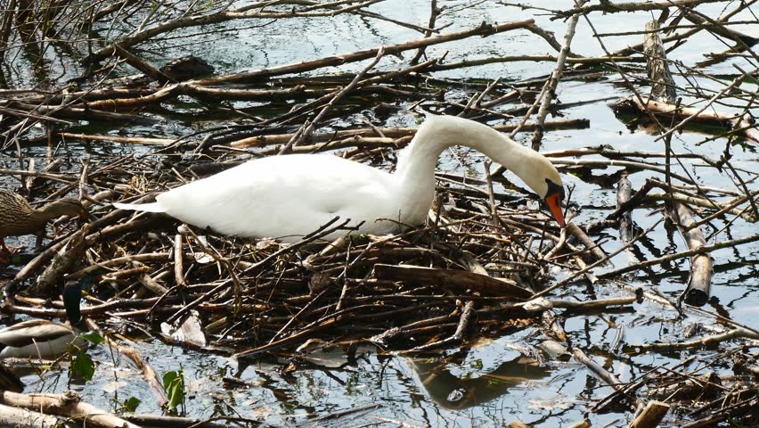 Mother swan laying on the eggs and building a nest by the lake while cute little ducks swimming around