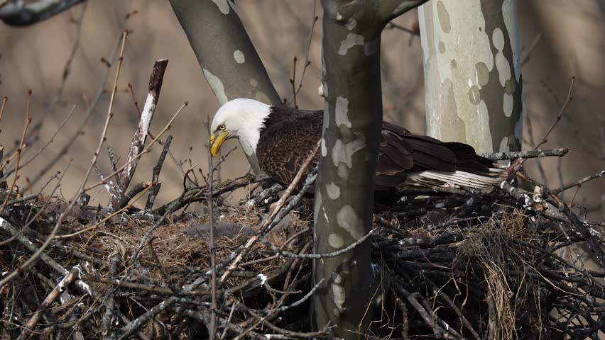 A bald eagle nest with a baby