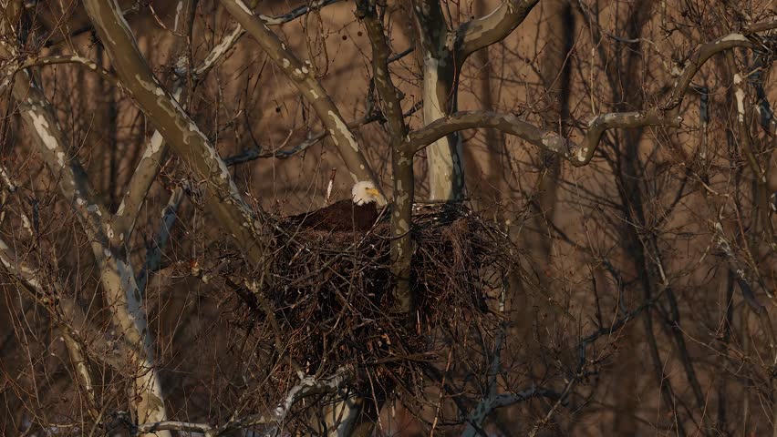 A bald eagle nest with a baby