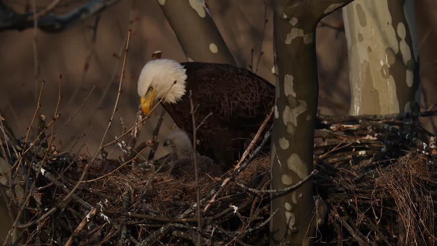 A bald eagle nest with a baby