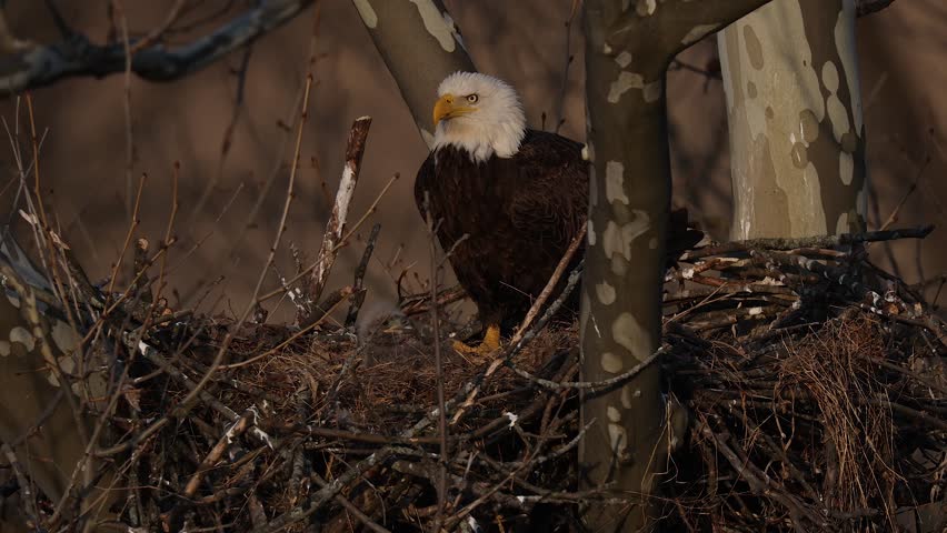 A bald eagle nest with a baby
