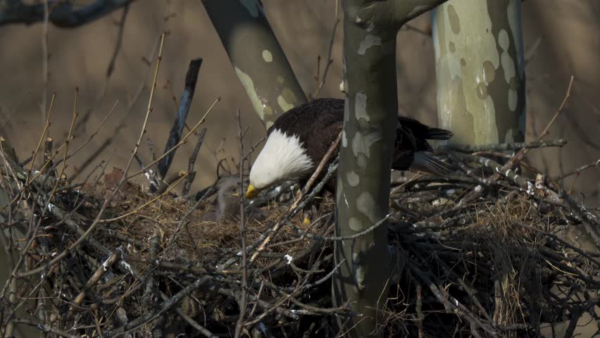 A bald eagle nest with a baby