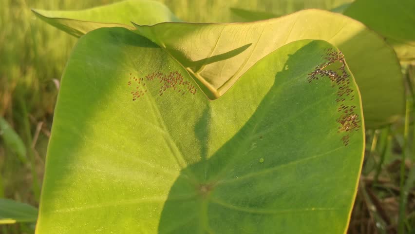 wild taro leaf  on field
