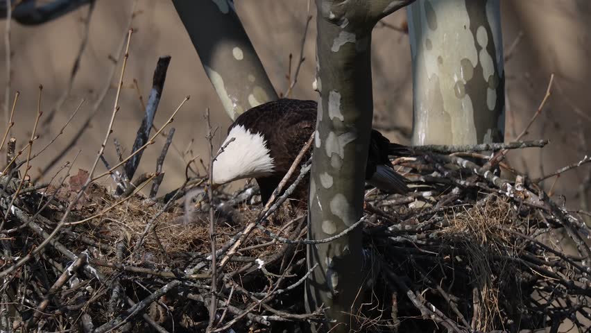 A bald eagle nest with a baby