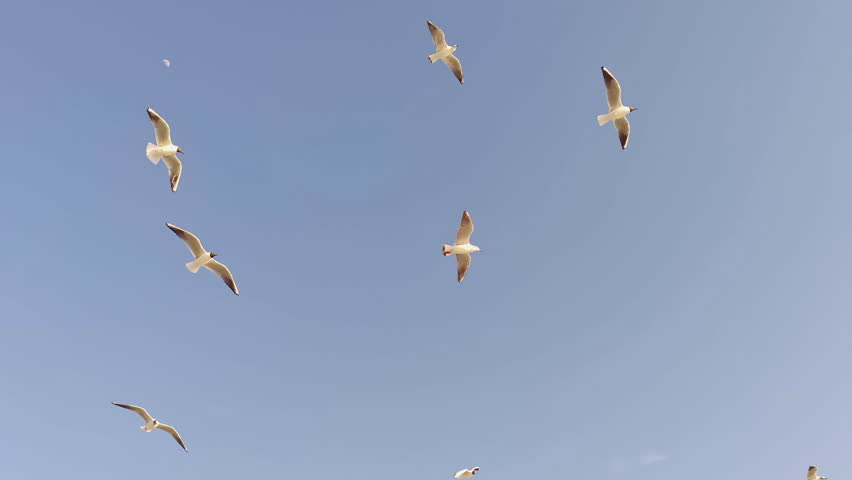 Low Angle view of Seagulls Flying in Blue Sky Footage.