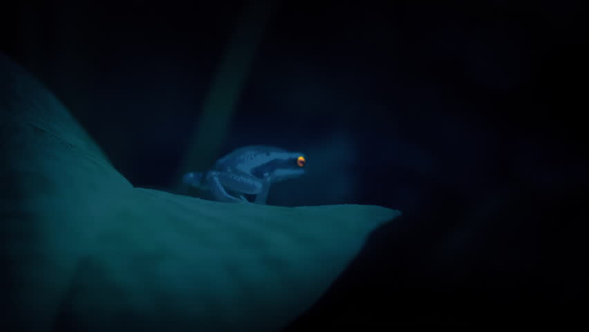 Jungle Frogs With Glowing Eyes On Leaf