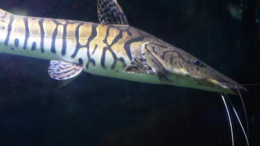 Tiger catfish (pseudoplatystoma fasciatum) and redtail catfish (phractocephalus hemioliopterus) living together in an aquarium