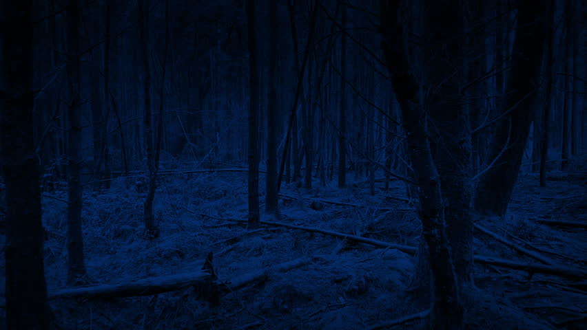 POV Walking In Dense Woodland At Night