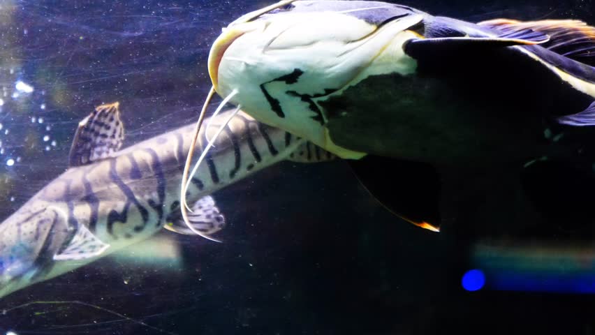 Tiger catfish (pseudoplatystoma fasciatum) and redtail catfish (phractocephalus hemioliopterus) living together in an aquarium