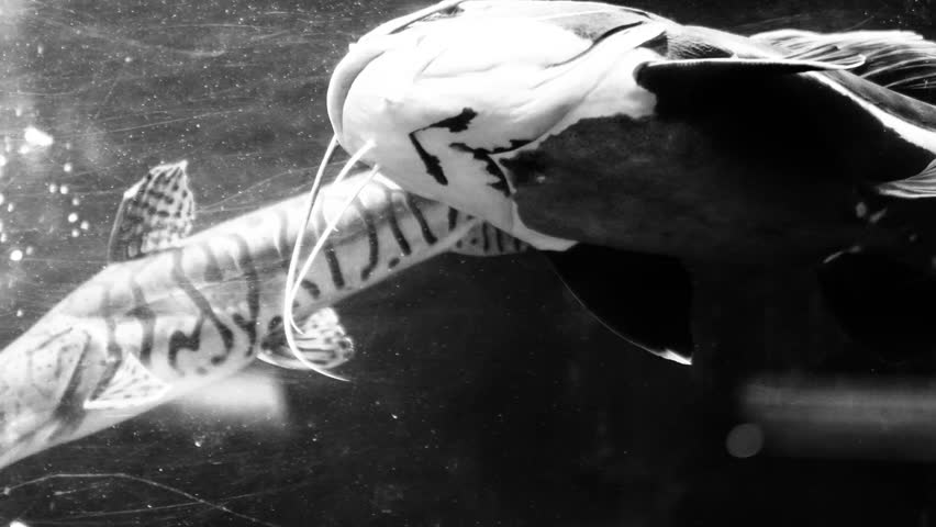 Black and white view concept of Tiger catfish (pseudoplatystoma fasciatum) and redtail catfish (phractocephalus hemioliopterus) living together in an aquarium