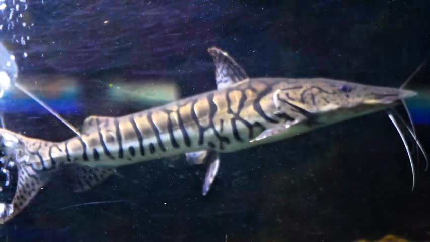 Tiger catfish (pseudoplatystoma fasciatum) and redtail catfish (phractocephalus hemioliopterus) living together in an aquarium