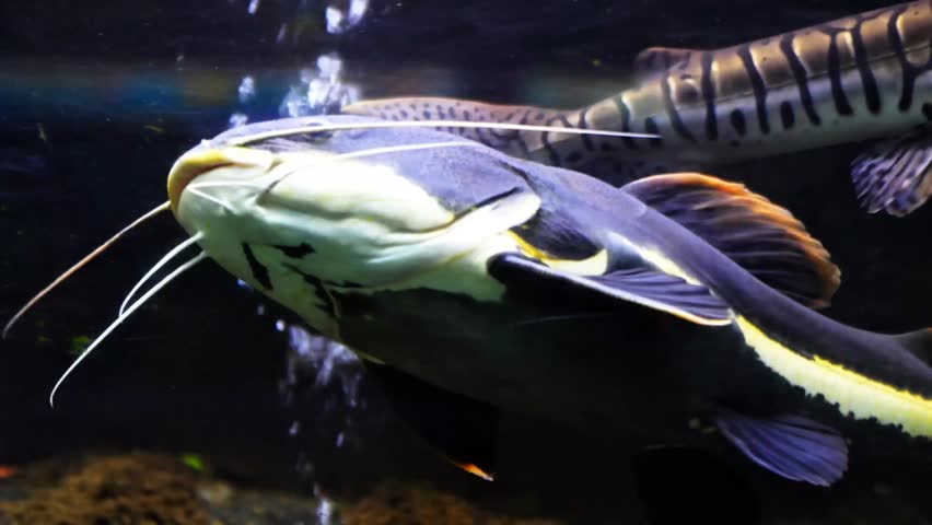 Tiger catfish (pseudoplatystoma fasciatum) and redtail catfish (phractocephalus hemioliopterus) living together in an aquarium