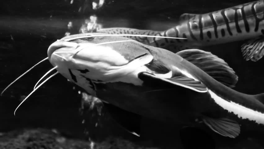 Black and white view concept of Tiger catfish (pseudoplatystoma fasciatum) and redtail catfish (phractocephalus hemioliopterus) living together in an aquarium