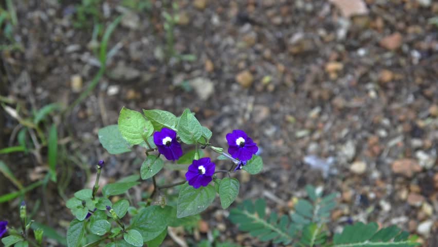 cluster of browallia americana flowers, aka amethyst flower or bush violet, small deep blue-purple blossom grown in garden, soft focus and slow motion in 60fps