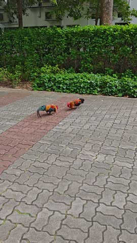 Two Chickens, rooster public fighting 