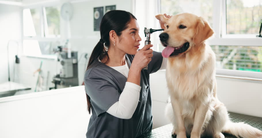 Woman, dog and ear checkup for veterinary, help and consultation for pet health or hearing assessment. Animal shelter, healthcare and medical person with golden retriever, otoscope exam or inspection
