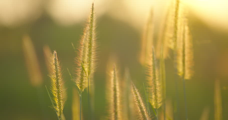 Cinematic scene of grass flower with sunset background Nature video Cinematic scene of grass flower with sun