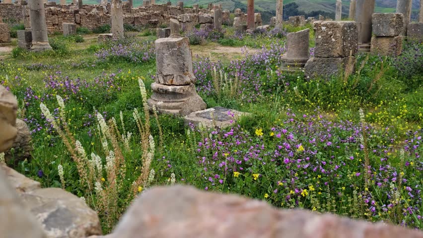 A view of vibrant spring flowers blooming among the ancient ruins of the Roman settlement Djemila in Northern Algeria, with scattered columns dotting the historic landscape