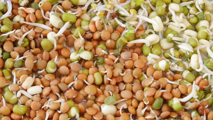 Mung bean and lentil sprouts increasing in density, developing green shoots against pristine white backdrop, showcasing natural germination process and nutritional growth.