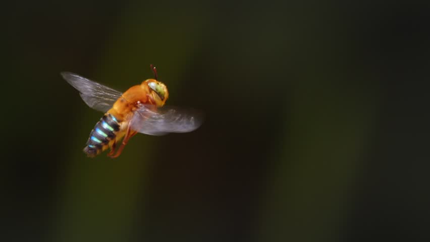 In slow motion, a blue-banded bee flutters mid-air, moving its abdomen showcasing its agility in Peru’s Amazon jungle.