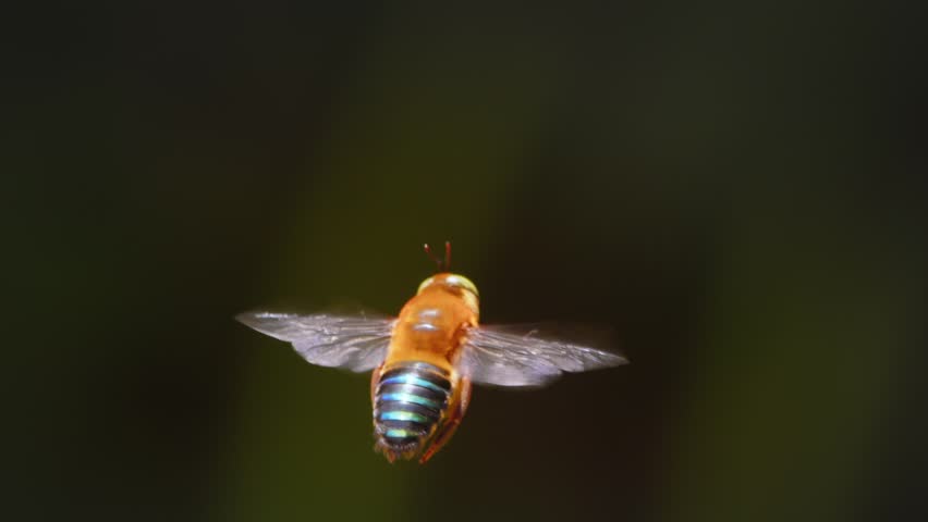 A blue-banded bee hovers gracefully in slow motion, its bright iridescent body shining in Peru’s Amazon rainforest.