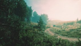A winding path traverses through a lush landscape filled with greenery and wildflowers, illuminated by soft morning light. The tranquil setting invites a peaceful exploration of nature. - Powered by Shutterstock - Get 15% off with code: PIKWIZARD15