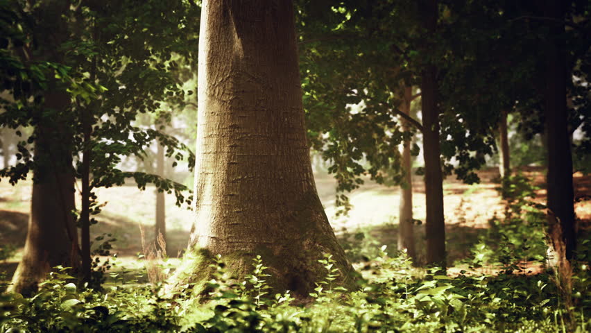 A large tree in the middle of a forest