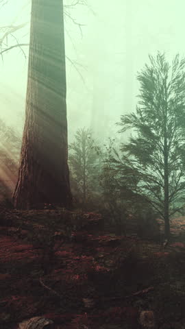 Mysterious Fairy Tale Deep Magic Forest