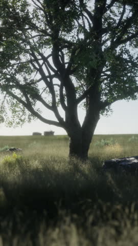 Large tree in the open savanna plains of Etosha national park in Namibia