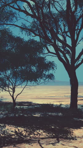 Large Acacia trees in the open savanna plains of Namibia