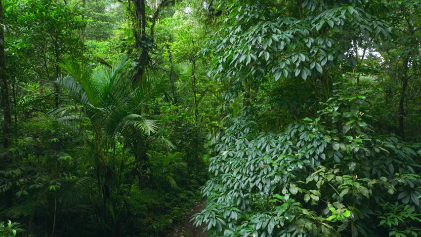 a lush green forest with lots of trees and leaves