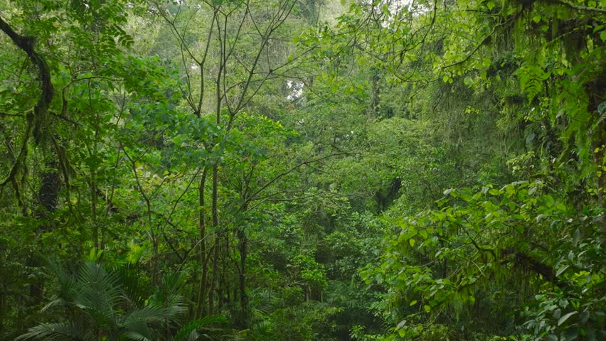a lush green forest with lots of trees and leaves