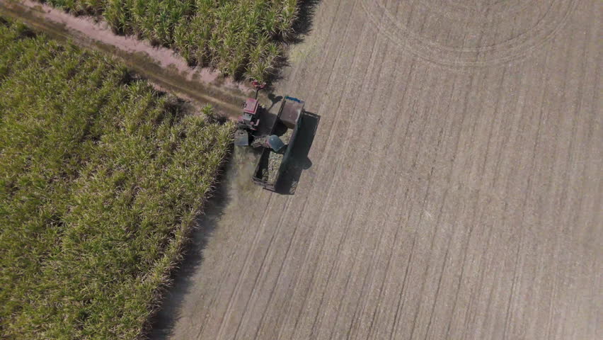 Drone footage of tractors and trucks harvest sugarcane on a farm to process it into sugar. Farming without burning