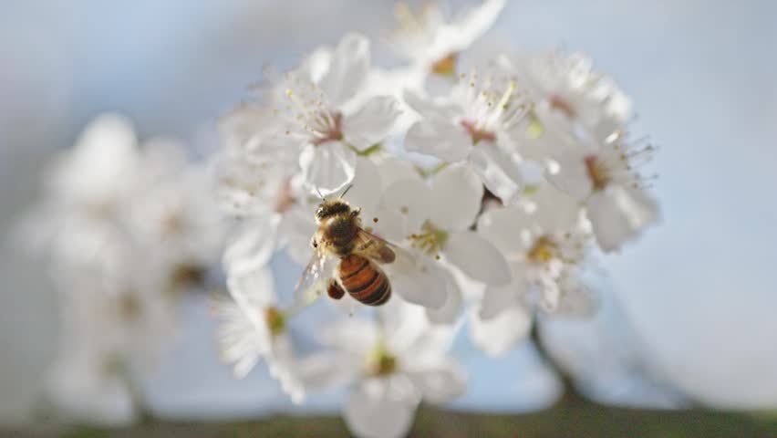 Macro shot of bees collecting pollen from white cherry flowers during a sunny spring day under a clear blue sky.