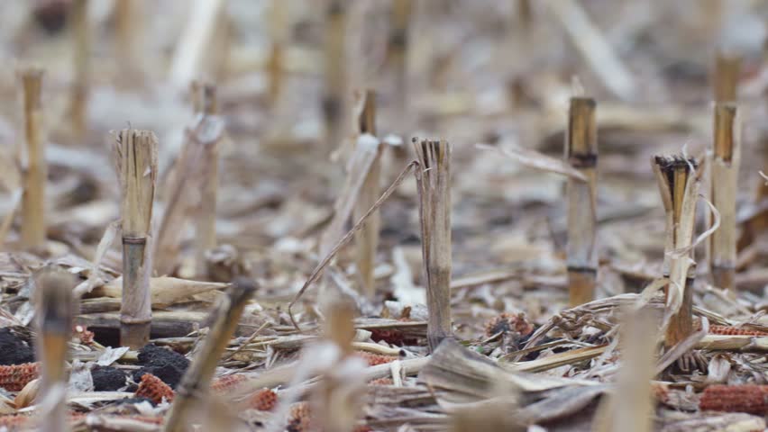 Close view of a cornfield after harvest, showing dry stalk stumps and scattered old corn cobs, with a slow panning camera movement.